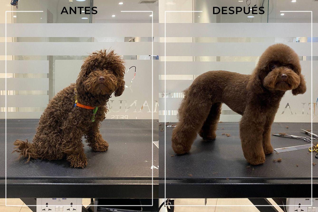 Antes y después de un Caniche Toy tras su paso por la peluquería (Manuela Pets)