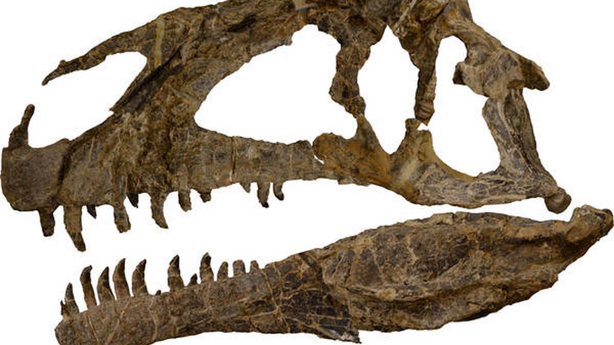 Descubiertos en Argentina los restos de uno de los dinosaurios más temibles del Jurásico