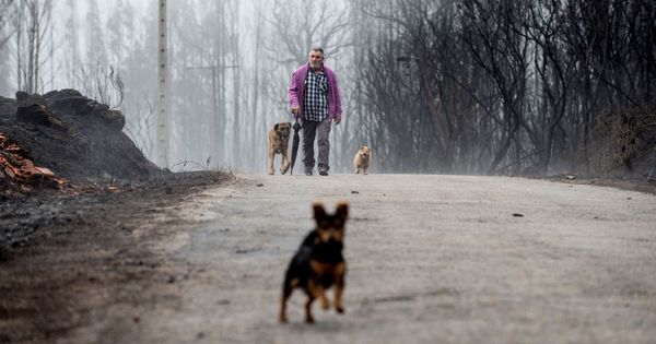 Foto: Un hombre pasea con sus perros por la zona calcinada en el incendio de Moces (Melón) que se produjo el pasado año. (EFE)