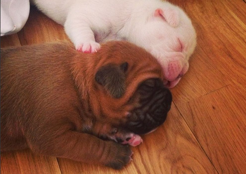 Foto: Los cachorros de Lourdes y Fran (Instagram)