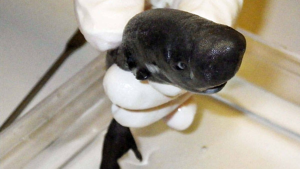 Descubren un nuevo 'tiburón luciérnaga' enano que brilla en la oscuridad
