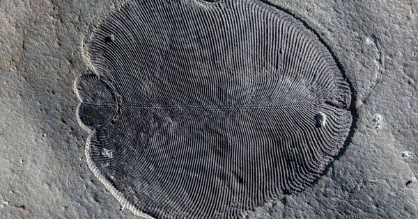 Foto: Fósil de Dickinsonia encontrado en el Mar Blanco de Rusia (Ilya Bobrovskiy/Australian National University)