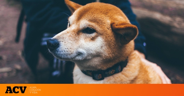 Estos son los collares prohibidos para tus perros por la nueva Ley de Bienestar Animal de 2023