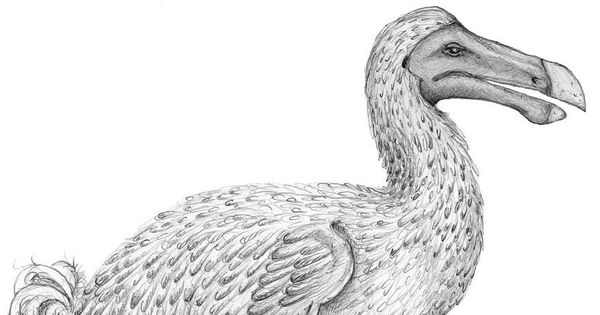Foto: Ilustración de un dodo en blanco y negro, para no adelantar nada (Agnès Angst)