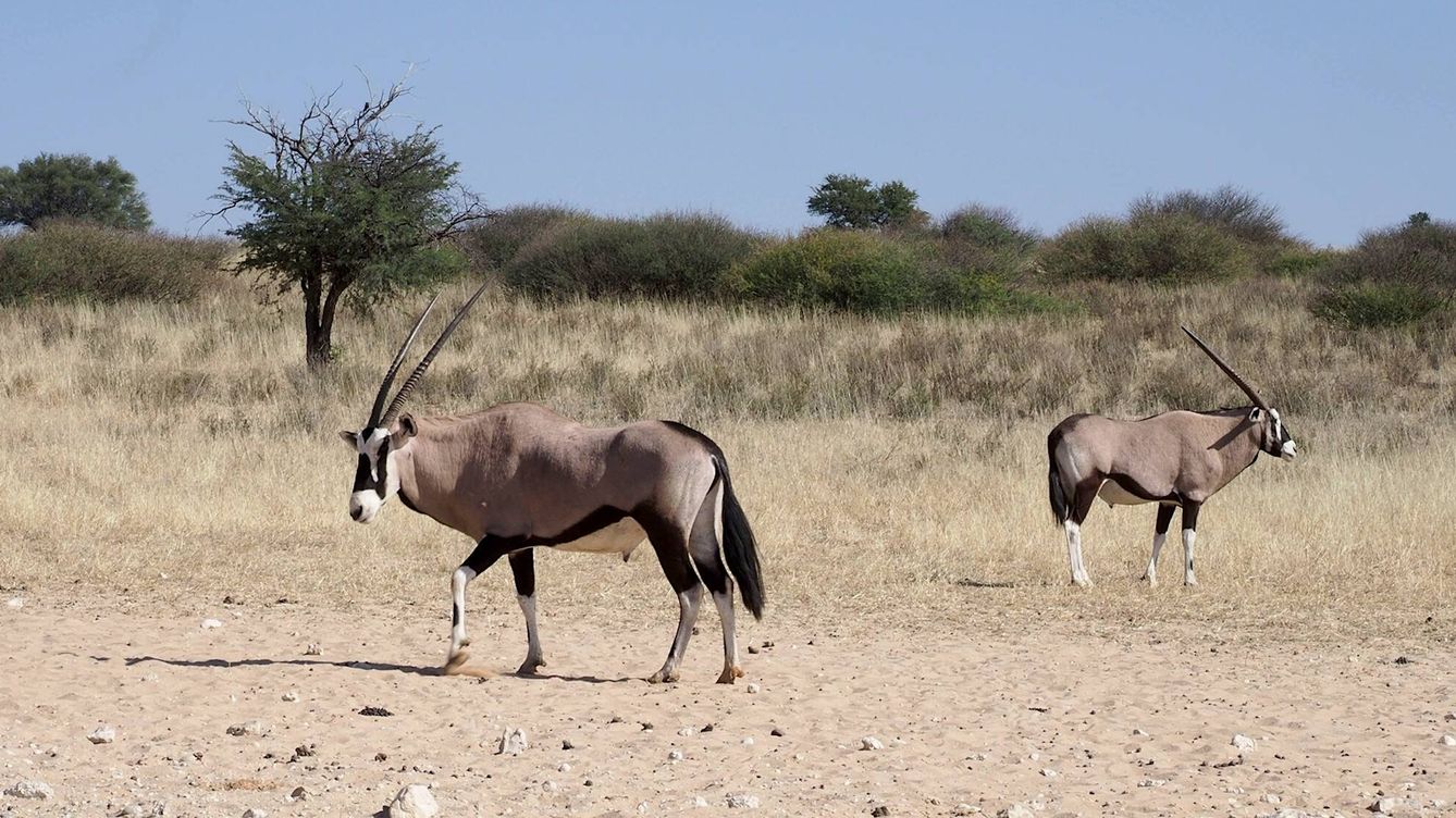 Foto: Una pareja de oryx del cabo en el desierto africano del Kalahari. (Andoni Canela)