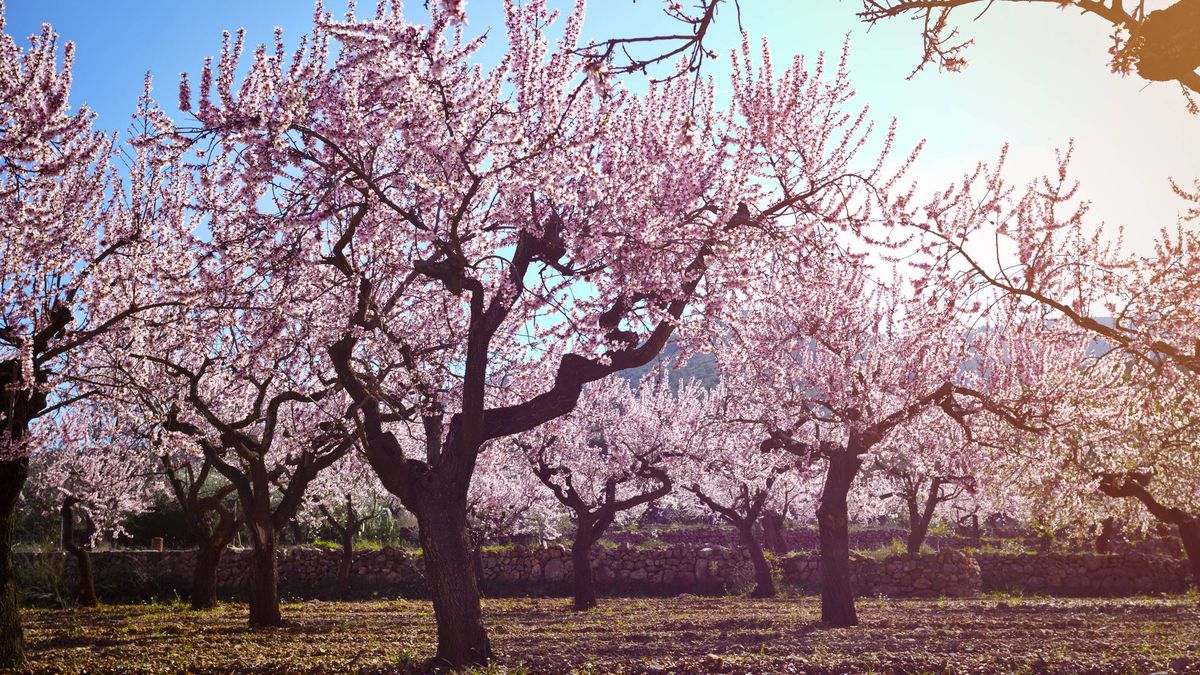 Los siete mejores lugares de España para ver almendros en flor estas semanas