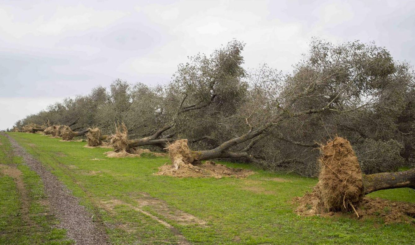 Árboles infectados, arrancados por agricultores en Mallorca para evitar la propagación. (EFE)