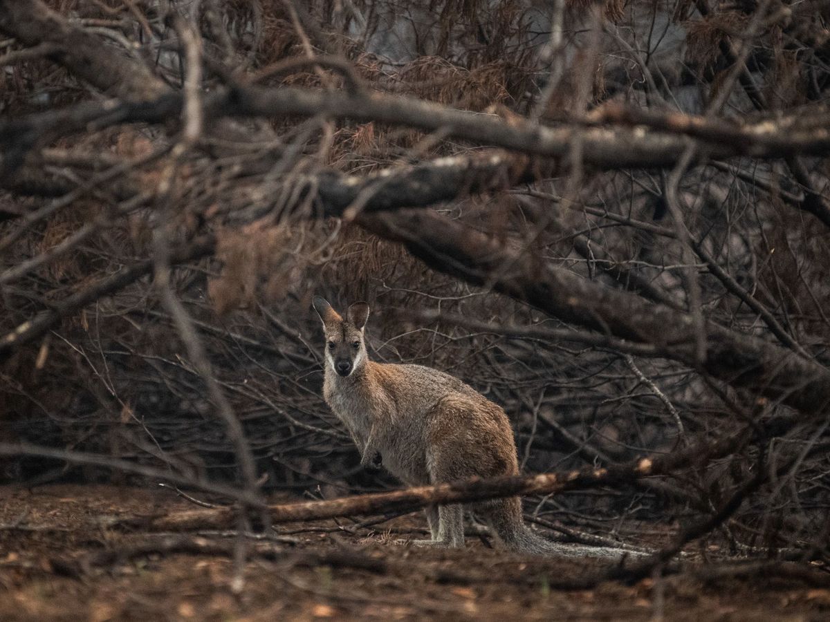 Foto: Secuelas de los incendios forestales en Cobargo, Nueva Gales del Sur. Foto: EFE James Gourley