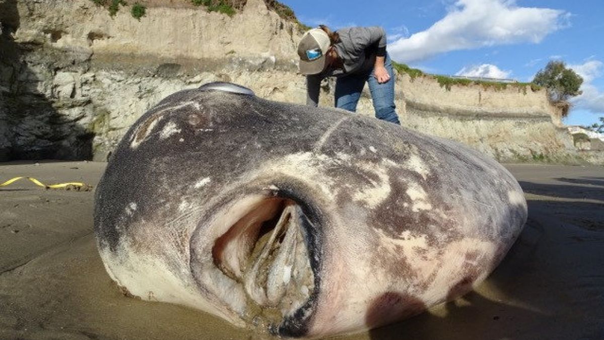 Qué es el pez Mola tecta, el misterioso gigante que apareció en playas de California