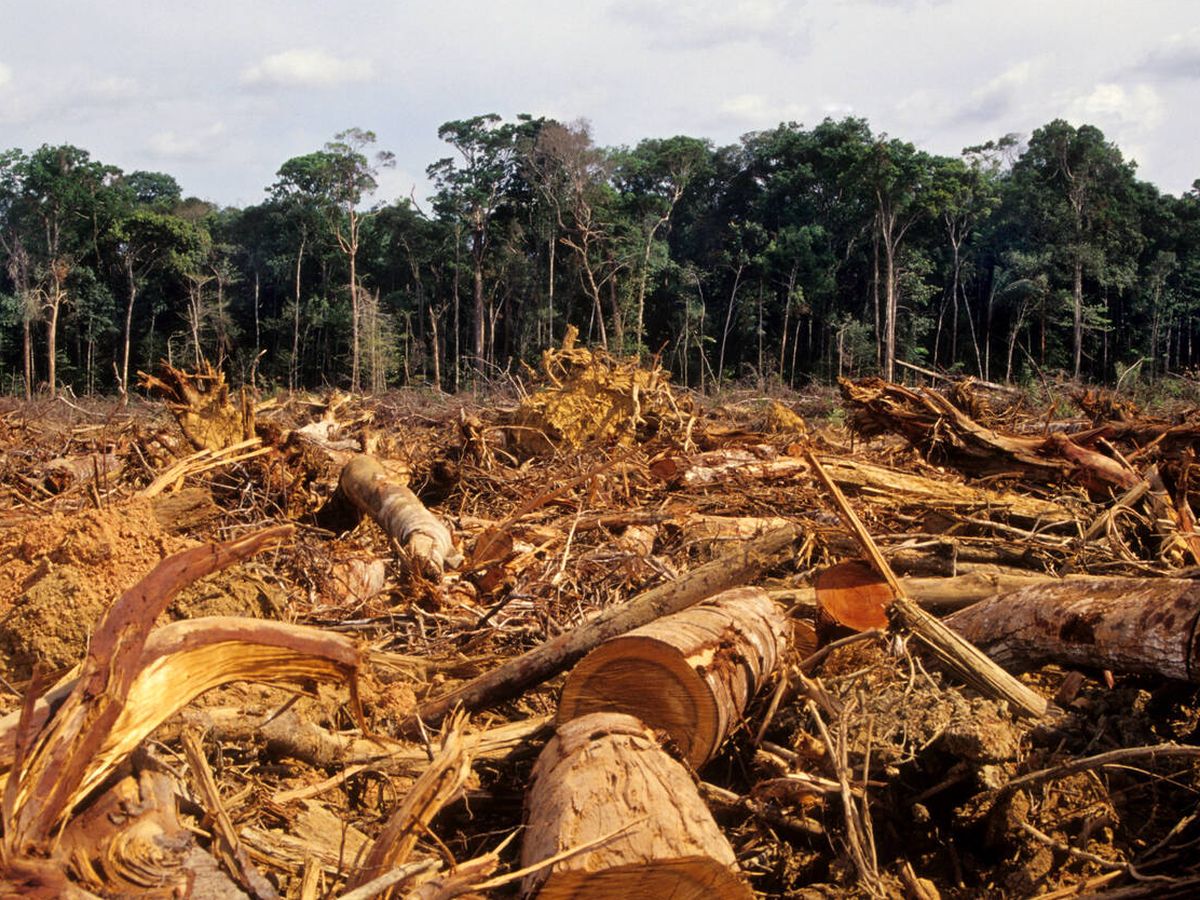 Foto: La UE es, después de China, el segundo mayor importador mundial de deforestación. (iStock)