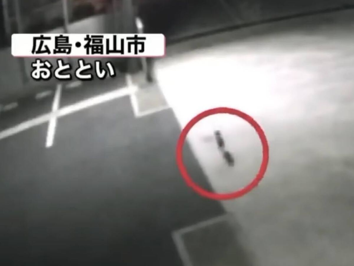 Foto: El gato fue grabado por una cámara de seguridad (YouTube/Nippon TV News)