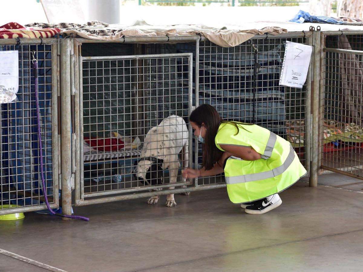 Foto: Una joven voluntaria acaricia un perro rescatado en La Palma. (EFE)