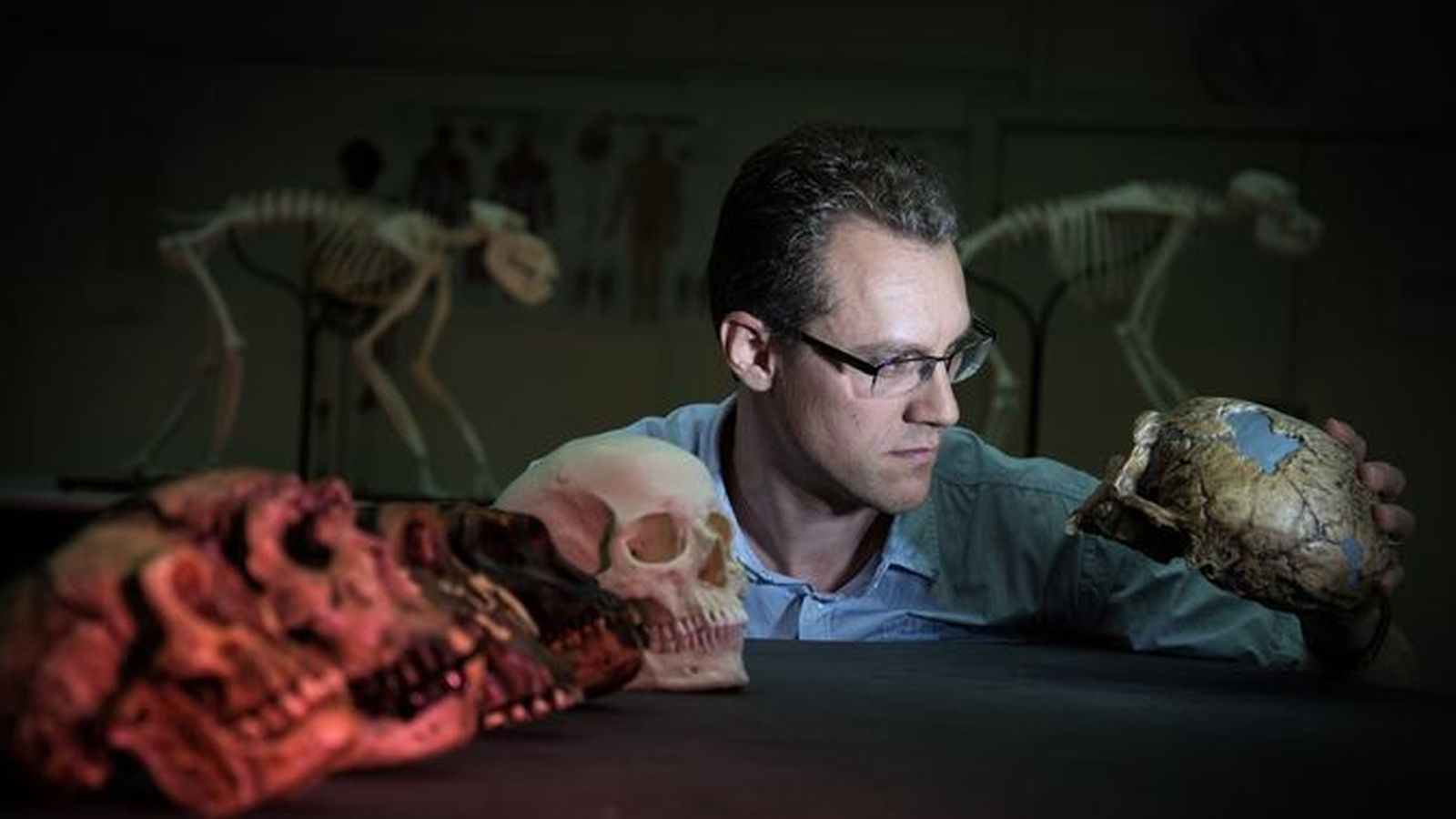 Foto: El biólogo evolutivo Alistair Evans, líder del estudio, examina una serie de moldes de cráneo de homínidos que se incluyeron en el trabajo / David Hocking