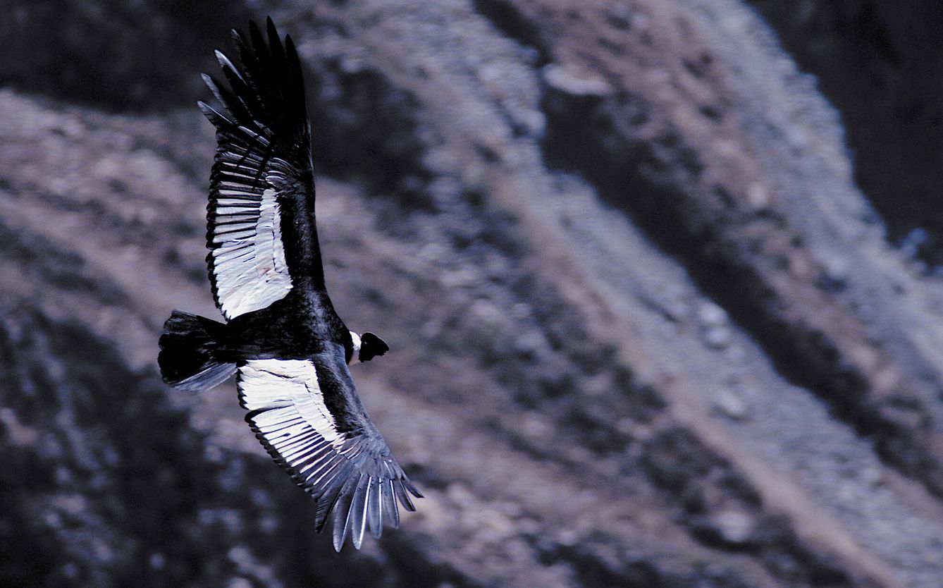 Un cóndor andino con sus alas extendidas. (Andoni Canela)
