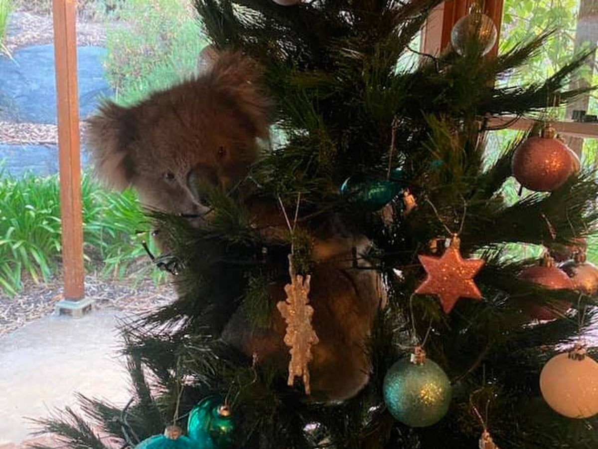Foto: El koala confundió el árbol de Navidad con uno de verdad (Facebook)
