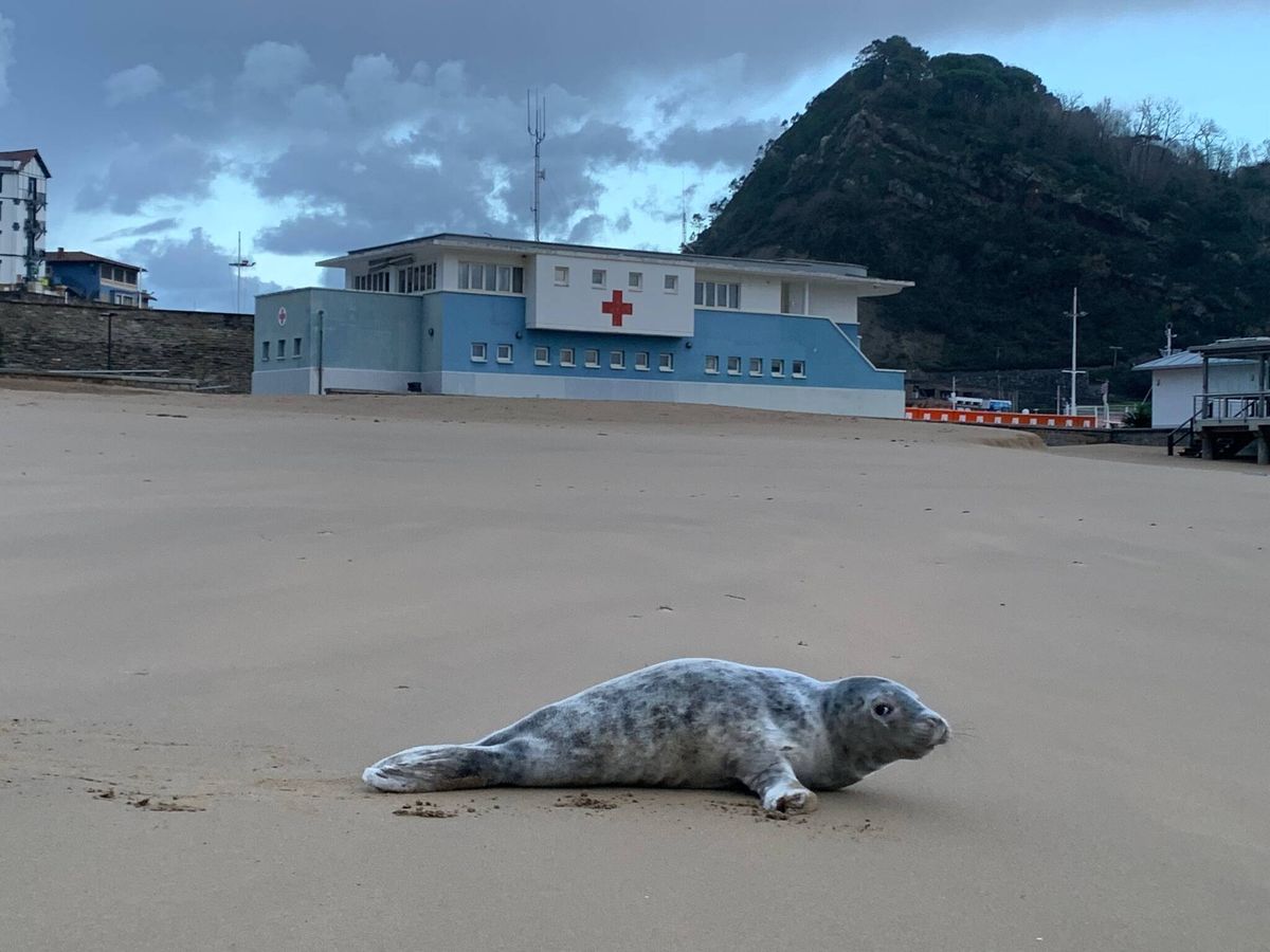 Foto: Voluntarios de Cruz Roja han encontrado una pequeña foca en la playa de Getaria. (Cruz Roja)