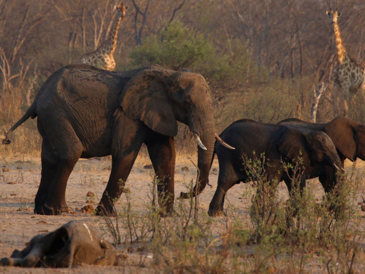 Foto: Un grupo de elefantes pasa junto al cadáver de otro animal en Zimbawe (Reuters/Philimon Bulawayo)