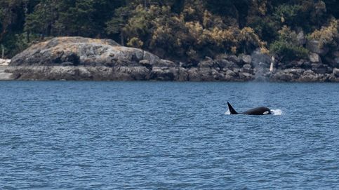 Un velero sufre un incidente con un grupo de cinco orcas entre Ons y Sálvora