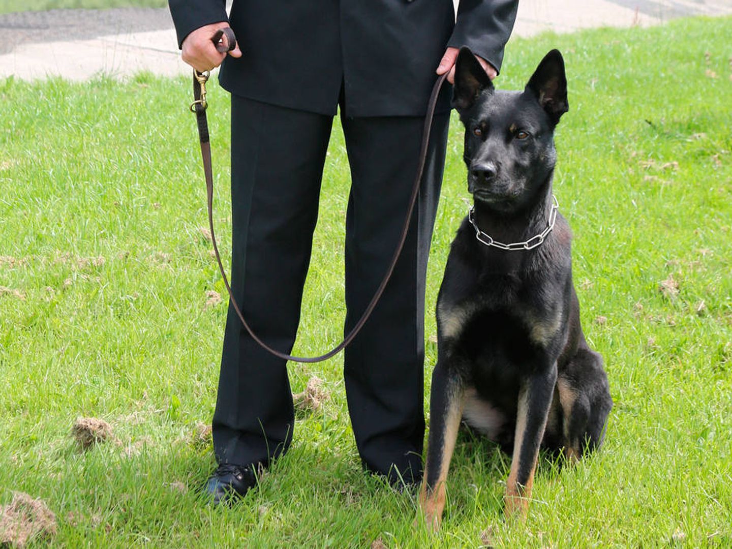 Los perros ayudan en las labores policiales (Foto: Dyfed-Powys Police)