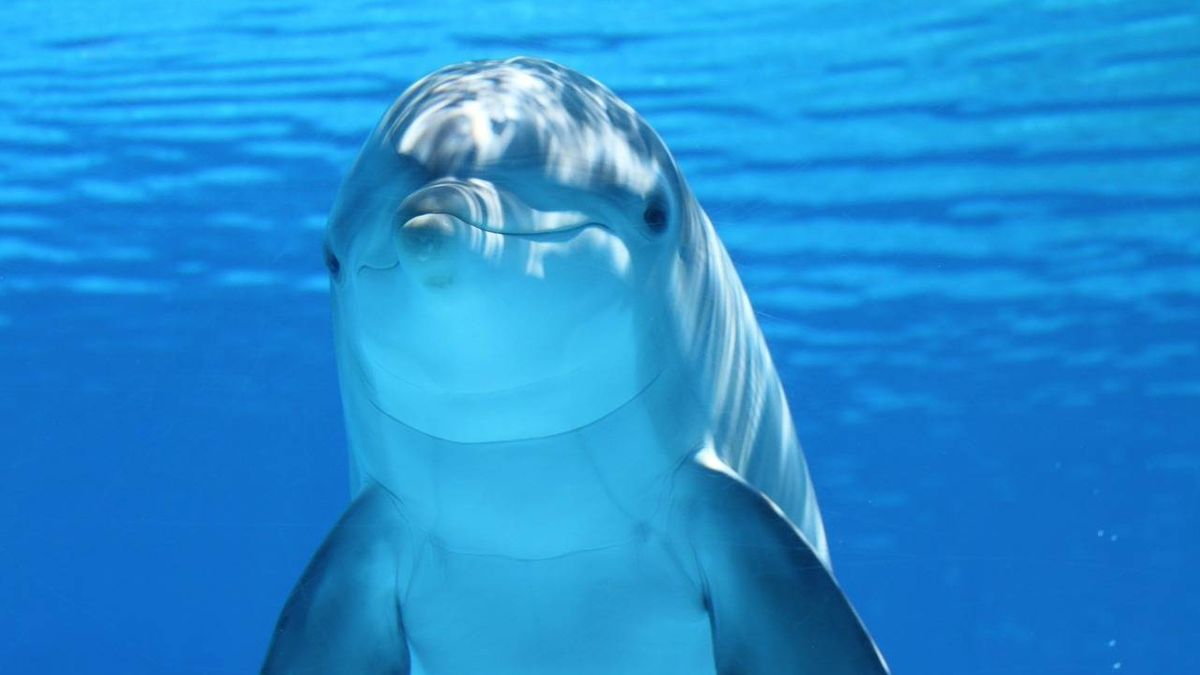 La increíble historia de la mamá delfín que adoptó a una cría de ballena 