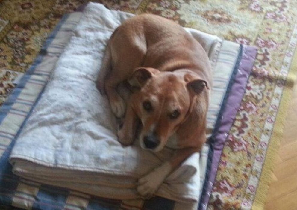 Foto: El perro Excalubur, sacrificado este miércoles en Madrid (Gtres)