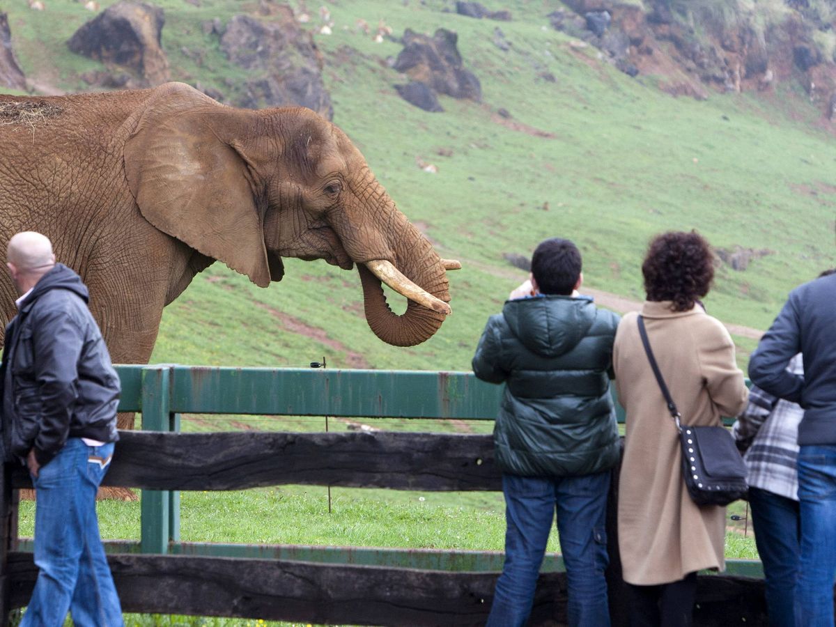 Foto: Elefante africano en el Parque de la Naturaleza de Cabárceno en 2012. (EFE)