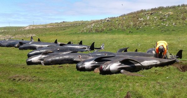 Foto: Más de 200 ballenas han aparecido varadas en Nueva Zelanda sólo en la última semana (Foto: Ministerio Conservación)