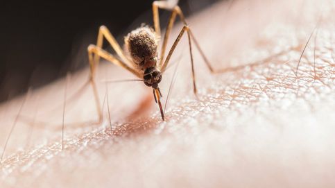¿Pican más los mosquitos? Por qué ahora nos molestan más las picaduras