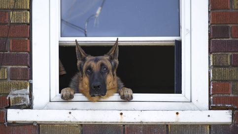 Los perros podrían estar reduciendo los niveles de robos en tu vecindario