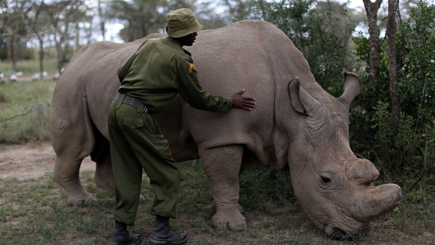 El 60% de los grandes mamíferos salvajes   está amenazado. (Reuters/S. Modola)     