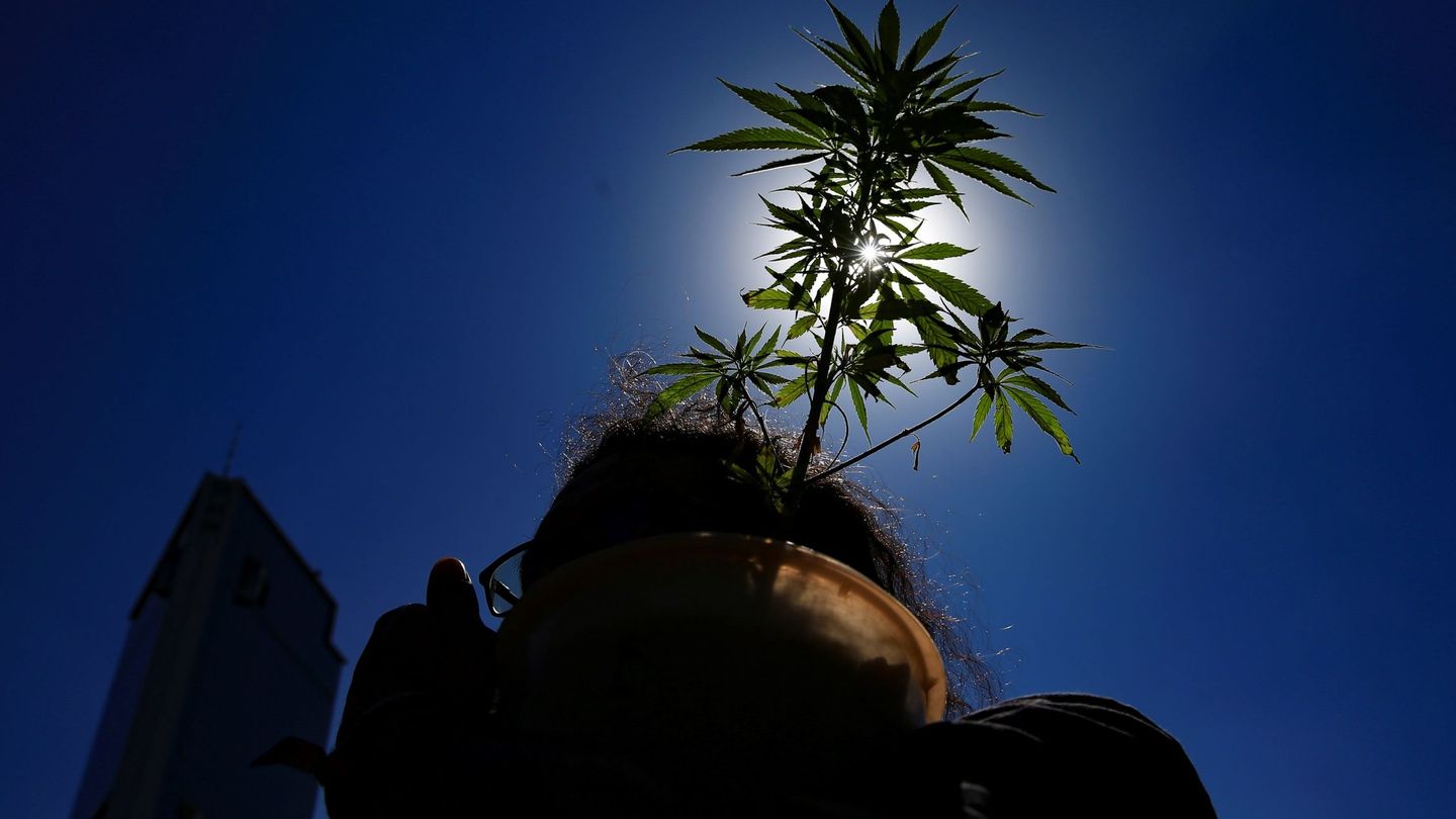 Cada vez son más los países donde la marihuana, ya sea con fines medicinales o recreativos, se ha legalizado. (Reuters)