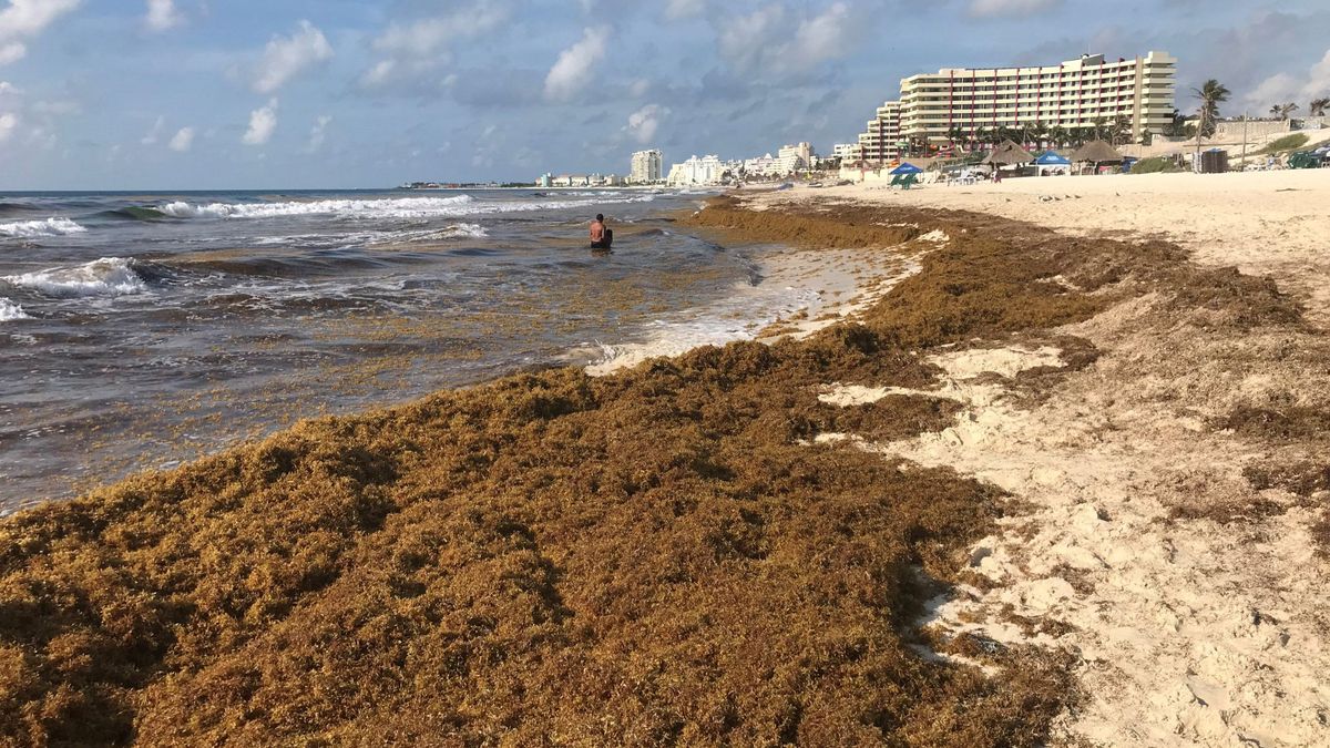 La catástrofe del sargazo, el alga que echa a los turistas del Caribe