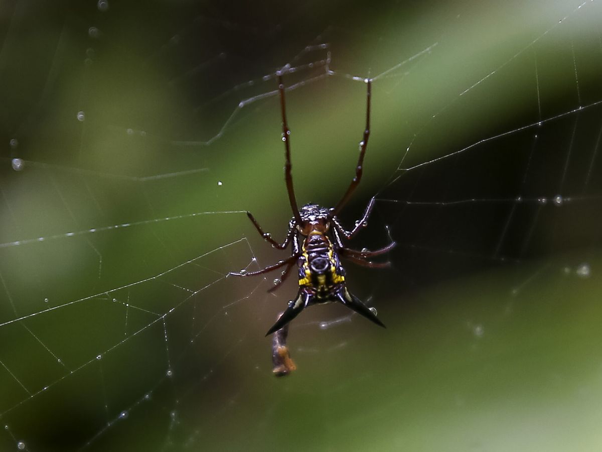 Foto: Una araña. (EFE/José Jácome)
