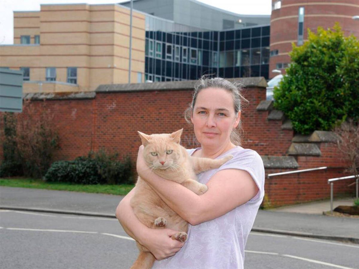 Foto: Conoce a Yang, el gato británico que brinda su afecto en tiempos de pandemia (Facebook Yang Bell)