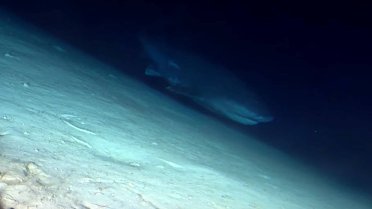 El tiburón se acercó hasta el batiscafo desplazándose muy lentamente (Foto: YouTube)