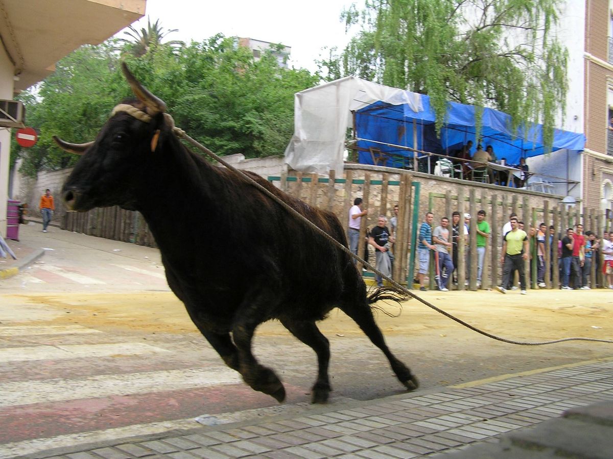 Foto: Celebración del toro ensogado en Beas de Segura. (Wikimedia)