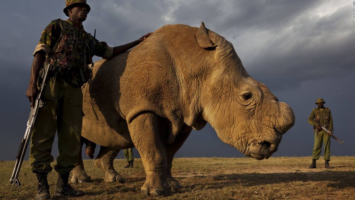 El soltero más deseado del mundo está en Tinder y es el último rinoceronte blanco