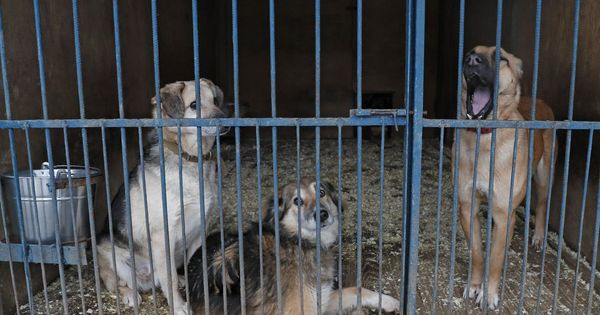 Foto: Seúl quiere acabar con los mataderos de perros en la ciudad (EFE EPA/Yuri Kochetkov)