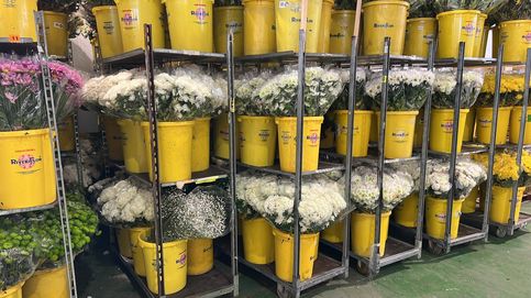 Nadie quiere flores en la guerra: el sector gaditano se desploma tras el cierre del mercado ruso