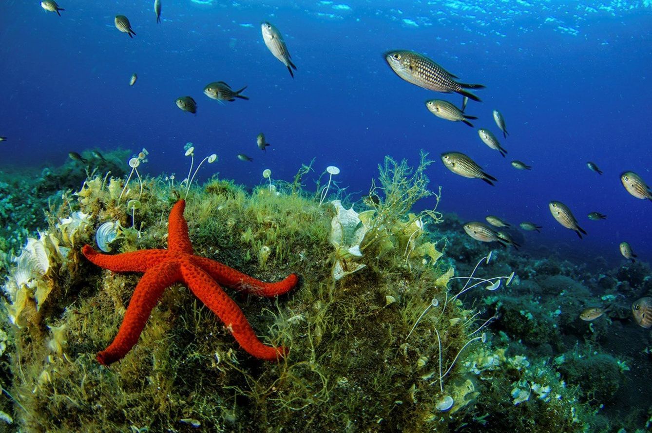 Oceana alerta de las graves consecuencias de la sobrepsca para la biodiversidad marina (Ocena)