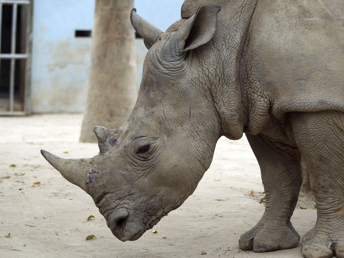 Foto: El cuerno de rinoceronte es muy preciado como afrodisiaco. Foto: EFE/Luong Thai Linh
