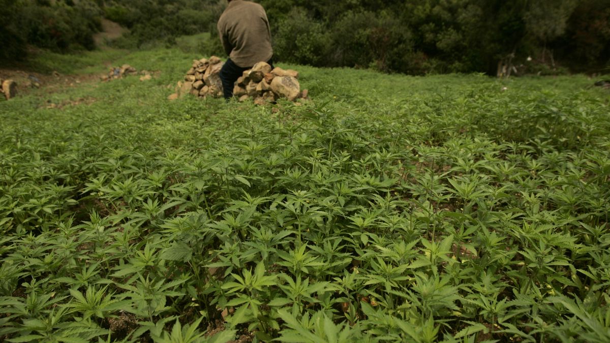 Marruecos debate legalizar el cannabis