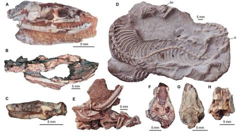 El cráneo de una 'serpiente con patas' reordena la evolución de los reptiles
