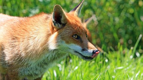 Escopetas frente animalistas: guerra en Galicia por los 12.000 zorros cazados al año