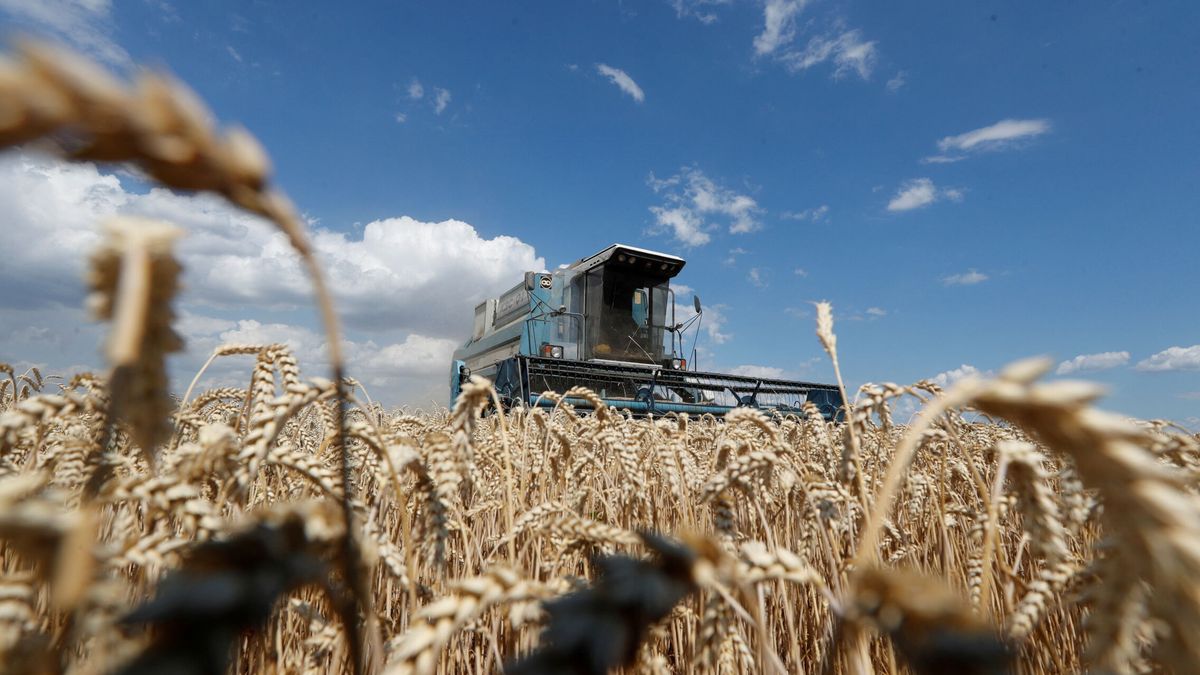 La guerra ahoga los suministros del granero del mundo y presiona el precio  del trigo y maíz