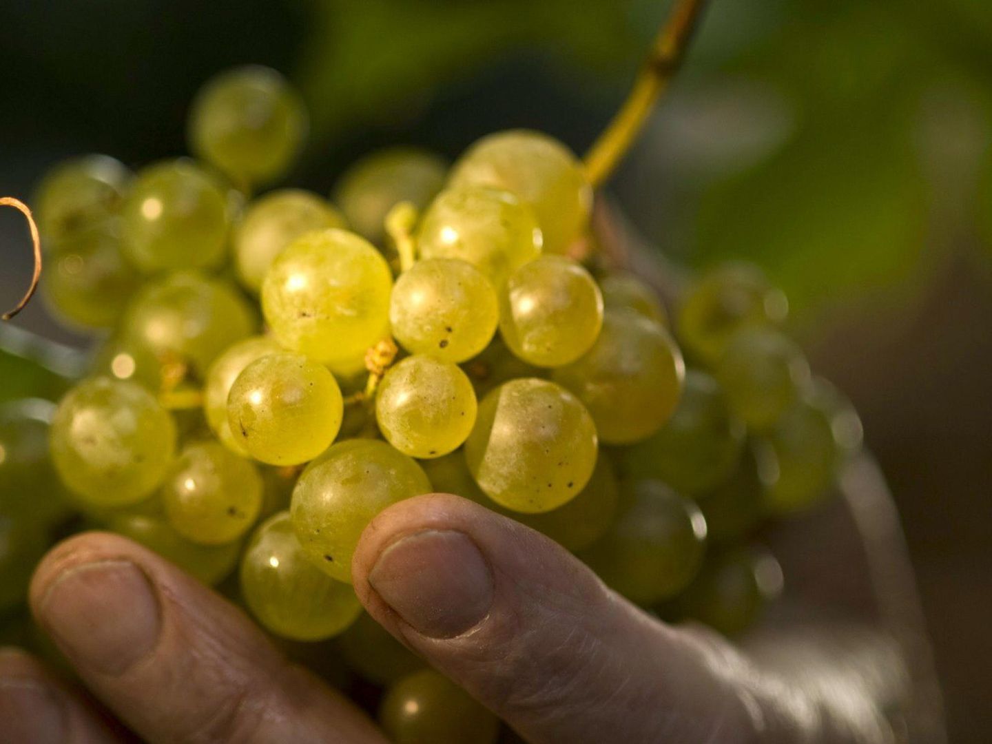 El precio medio del vino en España ha caído un 2,9% en 2015. (EFE)