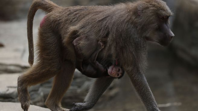 Foto de Cría de babuino en el zoológico de Cali