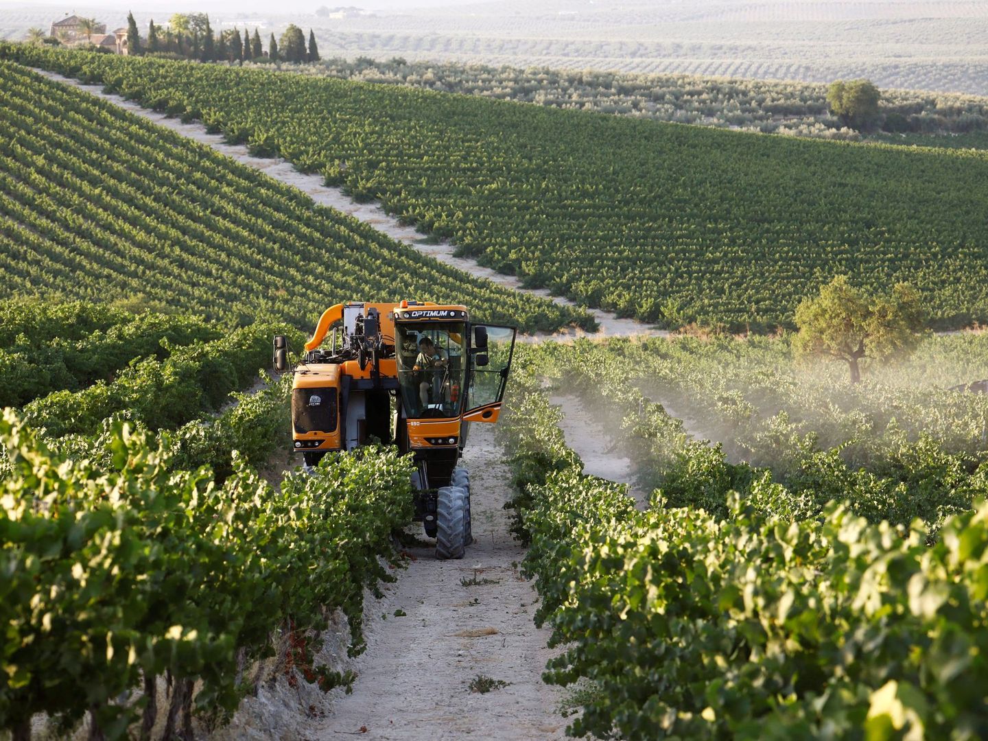 Una máquina cosechadora recolecta uvas en la localidad cordobesa de Montilla. (EFE)