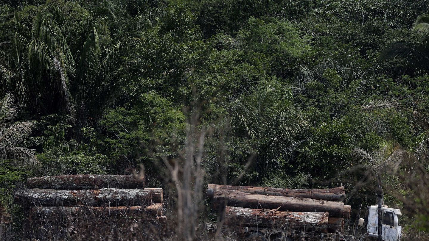 La deforestación, como la que ocurre en el Amazonas, potencia también la migración climática. Foto: EFE