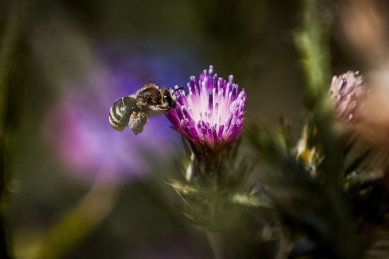 Una abeja poliniza una flor en Madrid. (EFE/Rodrigo Jiménez)